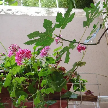 בית נופש Seaside Holiday House Rogoznica - 5258